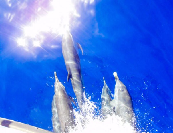 our-toy-boat-tours-stlucia-dolphin-wildlife-experience