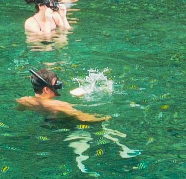 our-toy-boat-tours-stlucia-wildlife-nature-card